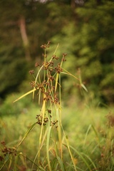 Scirpus atrovirens