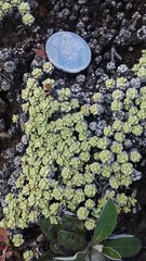Raoulia parkii