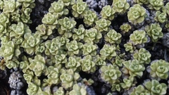 Raoulia parkii