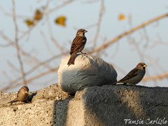 Passer domesticus