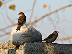Passer domesticus