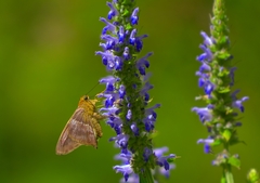 Astraptes