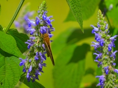 Astraptes