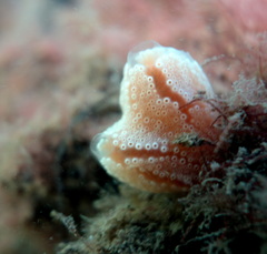 Aplidium opacum
