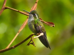 Lampornis viridipallens