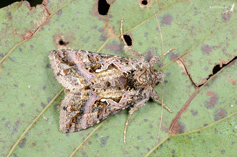 Ctenoplusia adiaphora