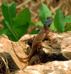 Agama armata