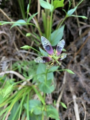 Swertia shintenensis