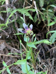 Swertia shintenensis