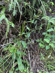 Swertia shintenensis