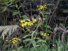 Senecio rufiglandulosus