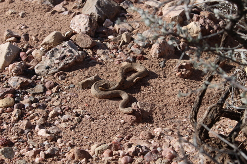 Rock Rattlesnake