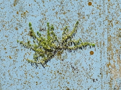 Siphonolejeunea nudipes