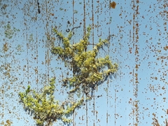 Siphonolejeunea nudipes