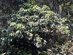 Pseudopanax laetus