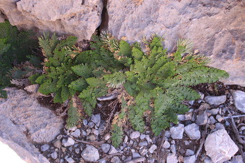 resurrection plant