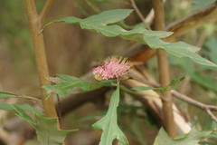 Grevillea barklyana