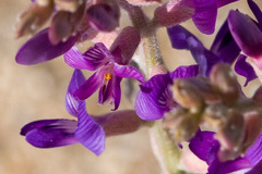 Astragalus lentiginosus borreganus