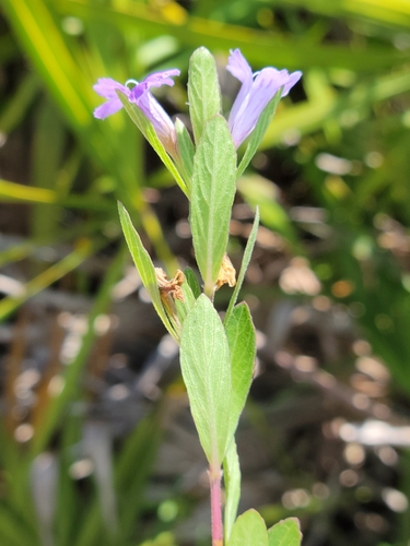 Image of Dyschoriste oblongifolia by (c) Jay Horn, some rights reserved (CC BY)
