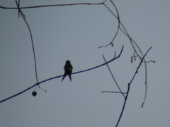 Calliphlox amethystina