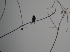 Calliphlox amethystina