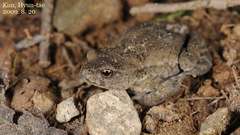 Bufo stejnegeri