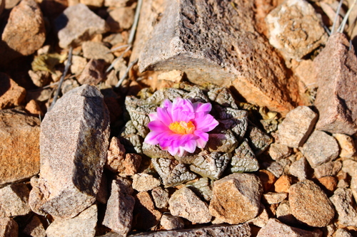 Chautle Livingrock