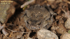 Bufo stejnegeri