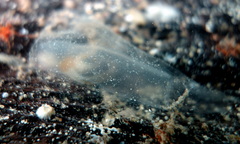 Phlebobranchia
