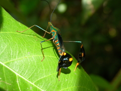 Diactor bilineatus