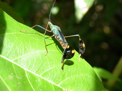 Diactor bilineatus
