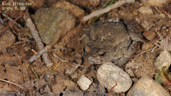 Bufo stejnegeri