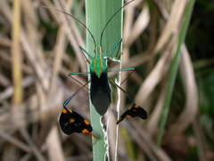 Diactor bilineatus
