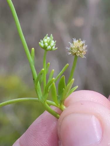 Image of Eryngium baldwinii by (c) Jay Horn, some rights reserved (CC BY)