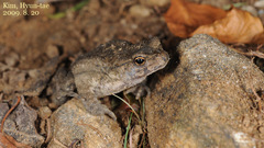 Bufo stejnegeri