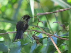 Lampornis viridipallens