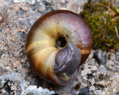 Zonites graecus · iNaturalist United Kingdom