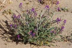Astragalus lentiginosus borreganus