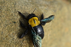 Xylocopa flavonigrescens
