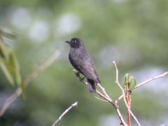Chelidoptera tenebrosa