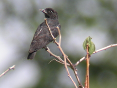 Chelidoptera tenebrosa