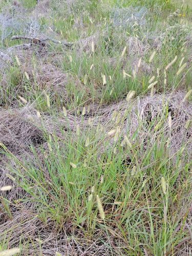 Setaria parviflora iNat (2)