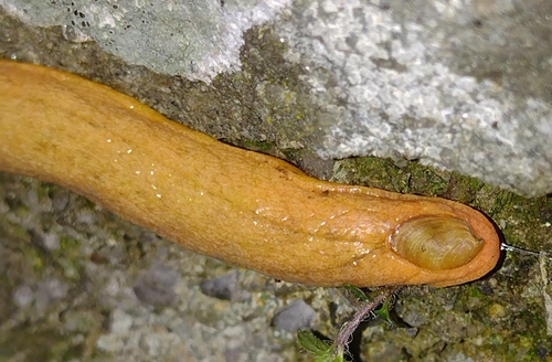 Shield Slug