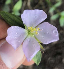 Pterolepis glomerata