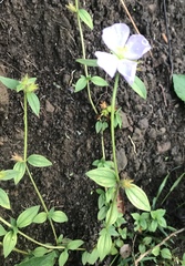 Pterolepis glomerata