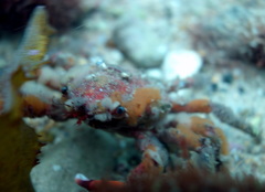 Schizophrys rufescens