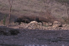 Varanus komodoensis