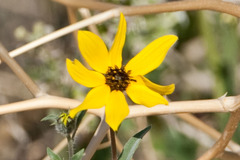 Helianthus petiolaris canescens