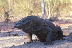 Varanus komodoensis