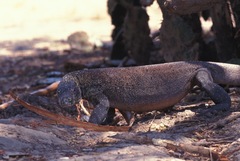 Varanus komodoensis